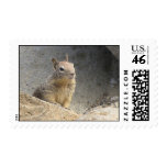 Ground Squirrel Stamps