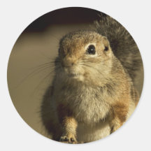 Ground Squirrel Round Sticker