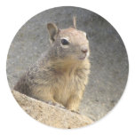 Ground Squirrel Sticker