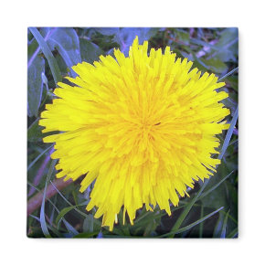 Grounded Sunshine Magnet magnet