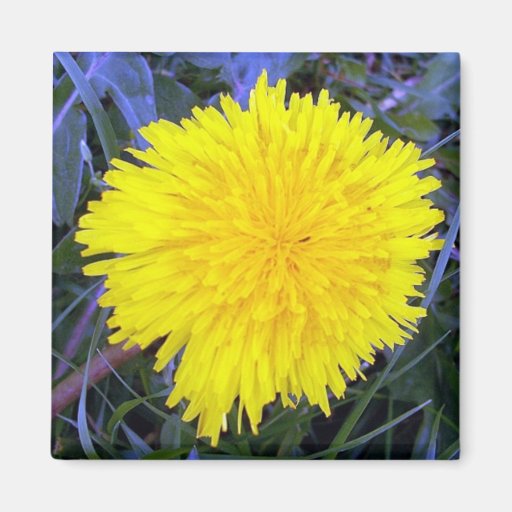 Grounded Sunshine Magnet