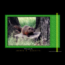GroundHog 1 posters