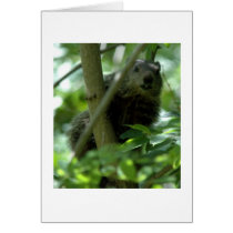 Groundhog cards