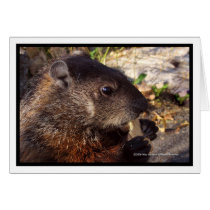 Groundhog Close Up cards
