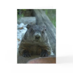 Groundhog Day! Cards