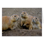Groundhog Day cards