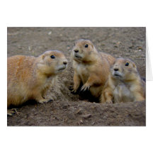 Groundhog Day Card