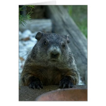 Groundhog Day! Cards