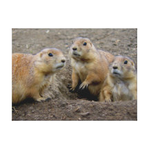 Groundhog Day Gallery Wrap Canvas
