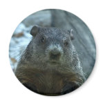 Groundhog Day! Fridge Magnet