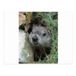 Groundhog Day Postcards