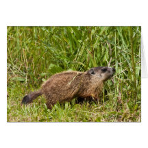Groundhog joven felicitación