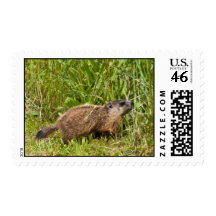 Groundhog joven sellos