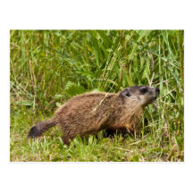 Groundhog joven tarjeta postal