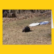 Groundhog Lunchtime cards