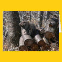 Groundhog on Woodpile Card cards