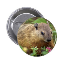 Groundhog Pins