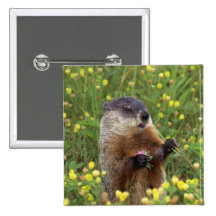 Groundhog Pose Pin