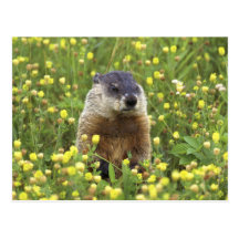 Groundhog Post Card
