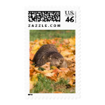 Groundhog Postage