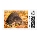 Groundhog Postage