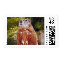 Groundhog Postage