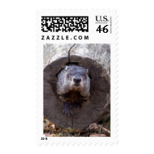 Groundhog Postage Stamp