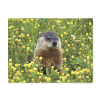 Groundhog Post Card