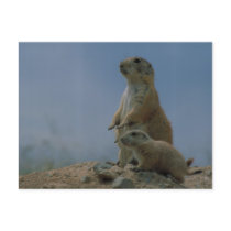 Groundhog Post Card