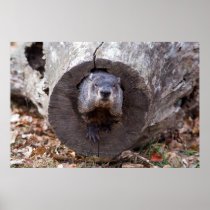 Groundhog Posters