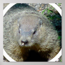 Groundhog Poster Print