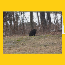 Groundhog Surveys the Scene cards