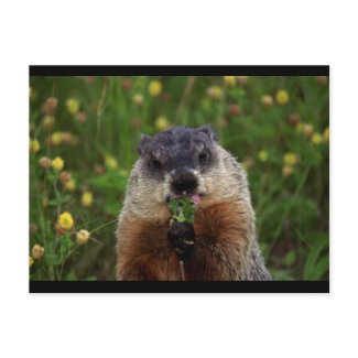 Groundhog eating Flower by
<script language='JavaScript' type='text/javascript'>
<!--
var prefix = 'mailto:';
var suffix = '';
var attribs = '';
var path = 'hr' + 'ef' + '=';
var addy19171 = 'alternatewolds' + '@';
addy19171 = addy19171 + 'zazzl' + '.' + 'com';
document.write( '<a ' + path + '\'' + prefix + addy19171 + suffix + '\'' + attribs + '>' );
document.write( addy19171 );
document.write( '<\/a>' );
//-->
</script><script language='JavaScript' type='text/javascript'>
<!--
document.write( '<span style=\'display: none;\'>' );
//-->
</script>This e-mail address is being protected from spambots. You need JavaScript enabled to view it
<script language='JavaScript' type='text/javascript'>
<!--
document.write( '</' );
document.write( 'span>' );
//-->
</script>