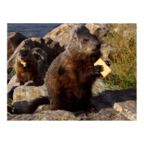 Groundhogs With Crackers posters