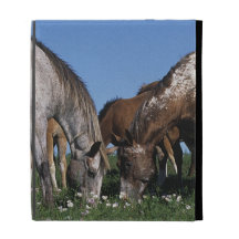 Group of Appaloosa Horses Grazing iPad Case