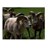 Group Of Bighorn Sheep Rams Postcards
