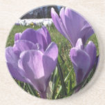 Group of crocuses  flowers drink coaster