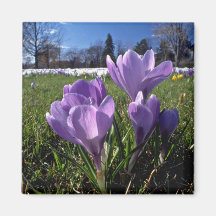 Group of crocuses  flowers fridge magnet