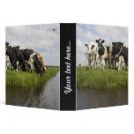 Group of Friesian cows binders