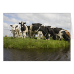 Group of Friesian cows cards