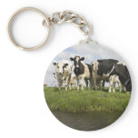 Group of Friesian cows Key Chain