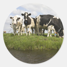 Group of Friesian cows Stickers