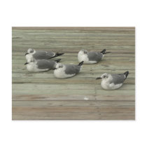 Group of gulls. postcards
