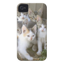 Group of Kittens iPhone Case iPhone 4 Case