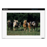 Group of Miniature Foals Decal For 15" Laptop