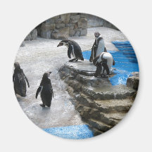 Group Of Penguins Fridge Magnet