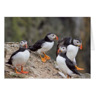 Group of Puffins Cards