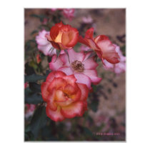 Group of roses posters by oldowl Group of roses posters