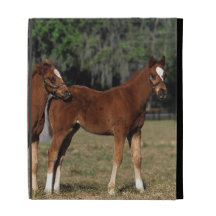 Group of Thoroughbred Foals iPad Folio Cover