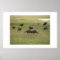 Group of turkey. posters